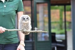 Roofvogelshow-De-Edelzanger-5
