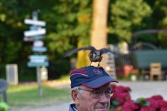 Roofvogelshow-De-Edelzanger-7