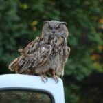 Roofvogelshow De Edelzanger (2)