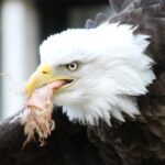 Roofvogelshow De Edelzanger (20-)